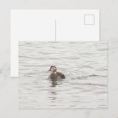 Enten Foto Postkarte (Vorne/Hinten)