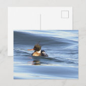 Enten-Foto-Postkarte Postkarte (Vorne/Hinten)