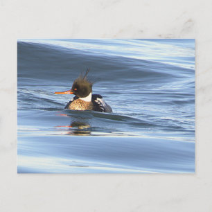 Enten-Foto-Postkarte Postkarte