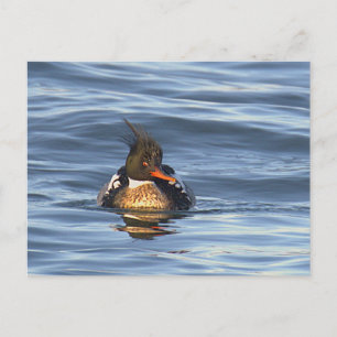 Enten-Foto-Postkarte Postkarte