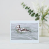 Enten-Foto-Postkarte Postkarte (Stehend Vorderseite)