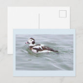 Enten-Foto-Postkarte Postkarte (Vorne/Hinten)