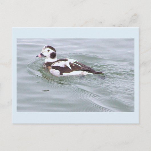 Enten-Foto-Postkarte Postkarte (Vorderseite)