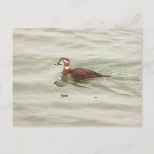 Enten-Foto-Postkarte Postkarte