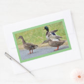 Enten Foto Stickers (Umschlag)