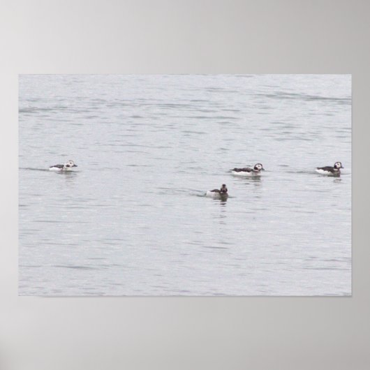 Enten-Fotoplakat Poster (Vorne)