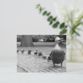 Enten im öffentlichen Garten - Boston Postkarte (Stehend Vorderseite)