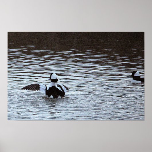 Enten im Ozean Poster (Vorne)