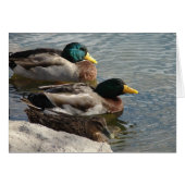 Enten im Park (Vorderseite (Horizontal))