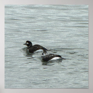 Enten im Wasser Foto Poster