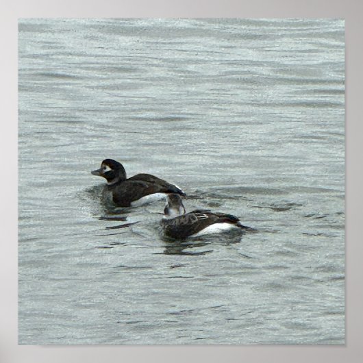 Enten im Wasser Foto Poster (Vorne)