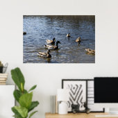 Enten im Wasser, Grünholzpark Poster (Heimbüro)