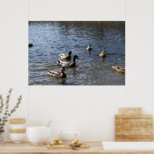 Enten im Wasser, Grünholzpark Poster (Küche)