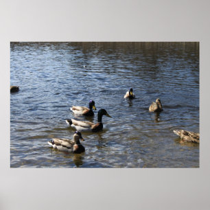 Enten im Wasser, Grünholzpark Poster