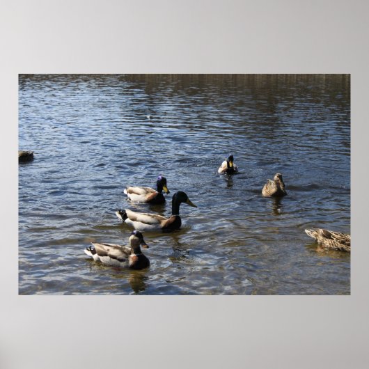 Enten im Wasser, Grünholzpark Poster (Vorne)