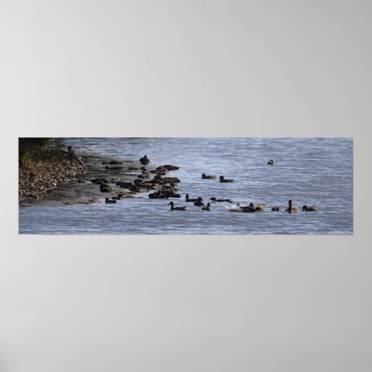 Enten im Wasser Poster (Vorne)