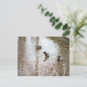 Enten im Wasser Postkarte (Stehend Vorderseite)