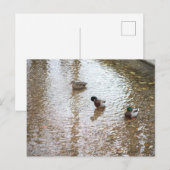 Enten im Wasser Postkarte (Vorne/Hinten)