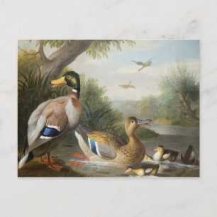 Enten in der Flusslandschaft Postkarte