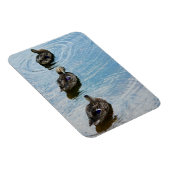 Enten in einem Row Premium Magnet (Rechte Seite)
