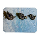 Enten in einem Row Premium Magnet (Horizontal)