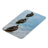 Enten in einem Row Premium Magnet (Linke Seite)