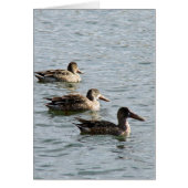 Enten in einer Reihe (Vorne)