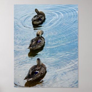 Enten in einer Reihe Poster