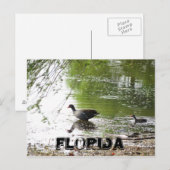 Enten in Florida Postkarte (Vorne/Hinten)