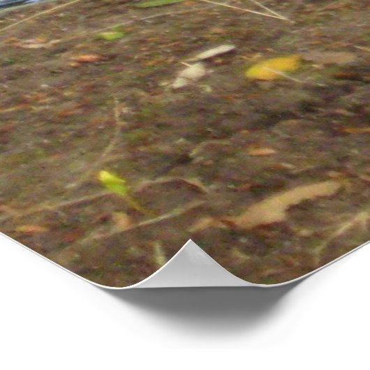 "Enten in Liebe" Poster (Ecke)