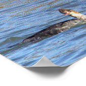 Enten in Wasserposter Poster (Ecke)