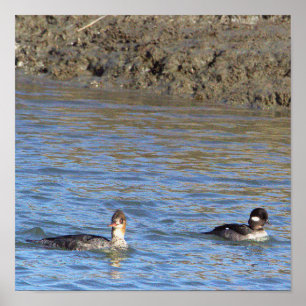 Enten in Wasserposter Poster