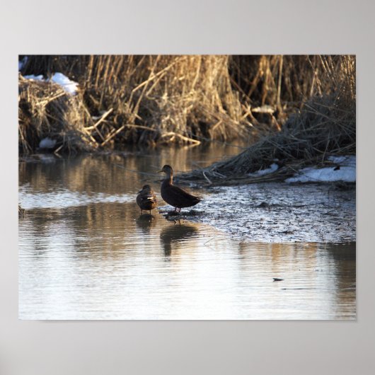 Enten in Wasserposter Poster (Vorne)