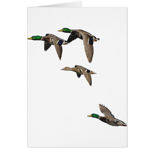 Enten-Jagd-Stockenten im Flug (Vorne)