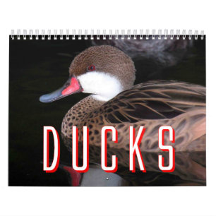 Enten-Kalender Kalender