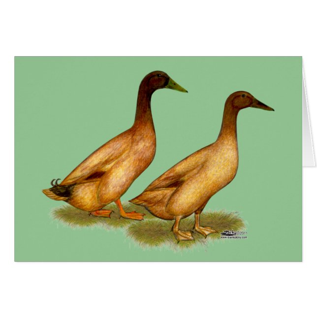 Enten: Khaki Campbell (Vorderseite (Horizontal))