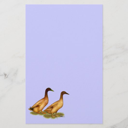 Enten: Khaki Campbell Briefpapier (Vorderseite)