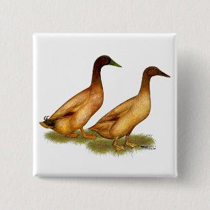 Enten: Khaki Campbell Button