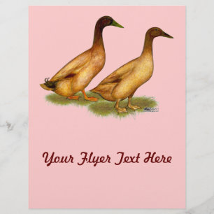 Enten: Khaki Campbell Flyer