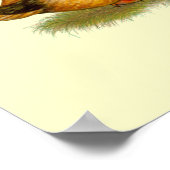 Enten: Khaki Campbell Poster (Ecke)