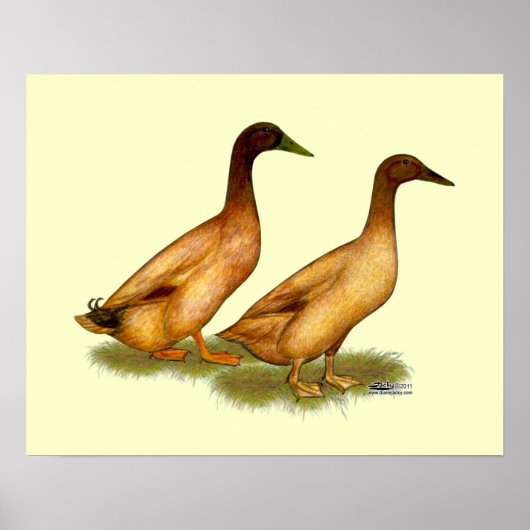 Enten: Khaki Campbell Poster (Vorne)