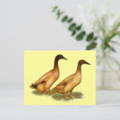 Enten: Khaki Campbell Postkarte (Stehend Vorderseite)