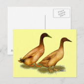 Enten: Khaki Campbell Postkarte (Vorne/Hinten)
