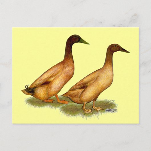 Enten: Khaki Campbell Postkarte (Vorderseite)