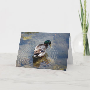 Enten-Kreise Karte