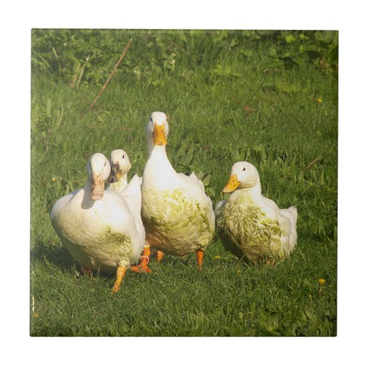 Enten, lebend, Wiese, Tier, Bauernhof, Landleben, Fliese (Vorderseite)
