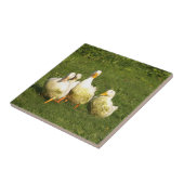 Enten, lebend, Wiese, Tier, Bauernhof, Landleben, Fliese (Seite)