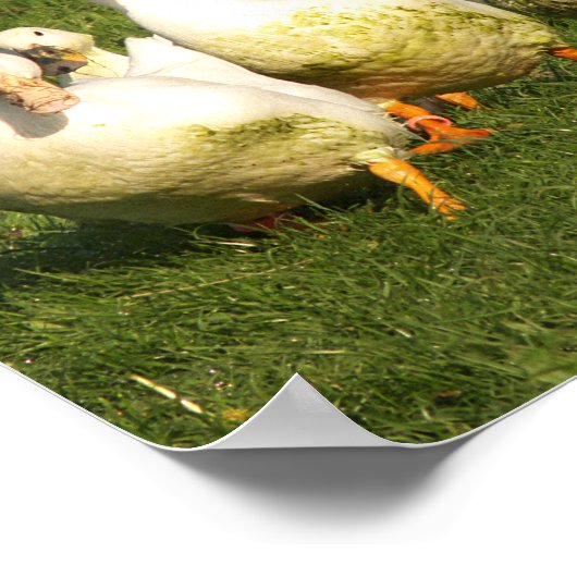 Enten, lebend, Wiese, Tier, Bauernhof, Landleben, Poster (Ecke)