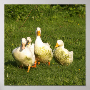 Enten, lebend, Wiese, Tier, Bauernhof, Landleben, Poster