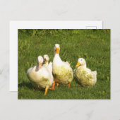 Enten, lebend, Wiese, Tier, Bauernhof, Landleben, Postkarte (Vorne/Hinten)